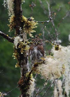 :projects:canyon_creek_pygmy_owl.jpg